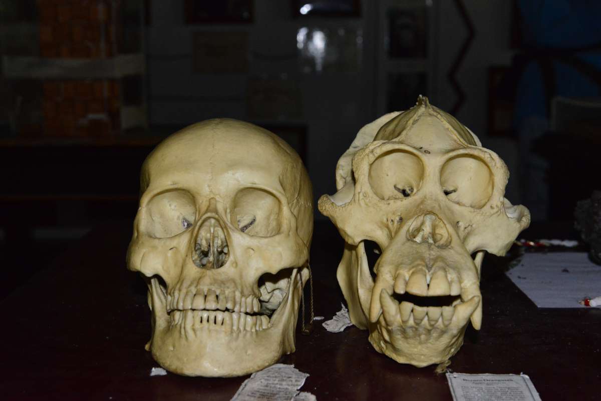 borneo_kumai_urang_utan_0086