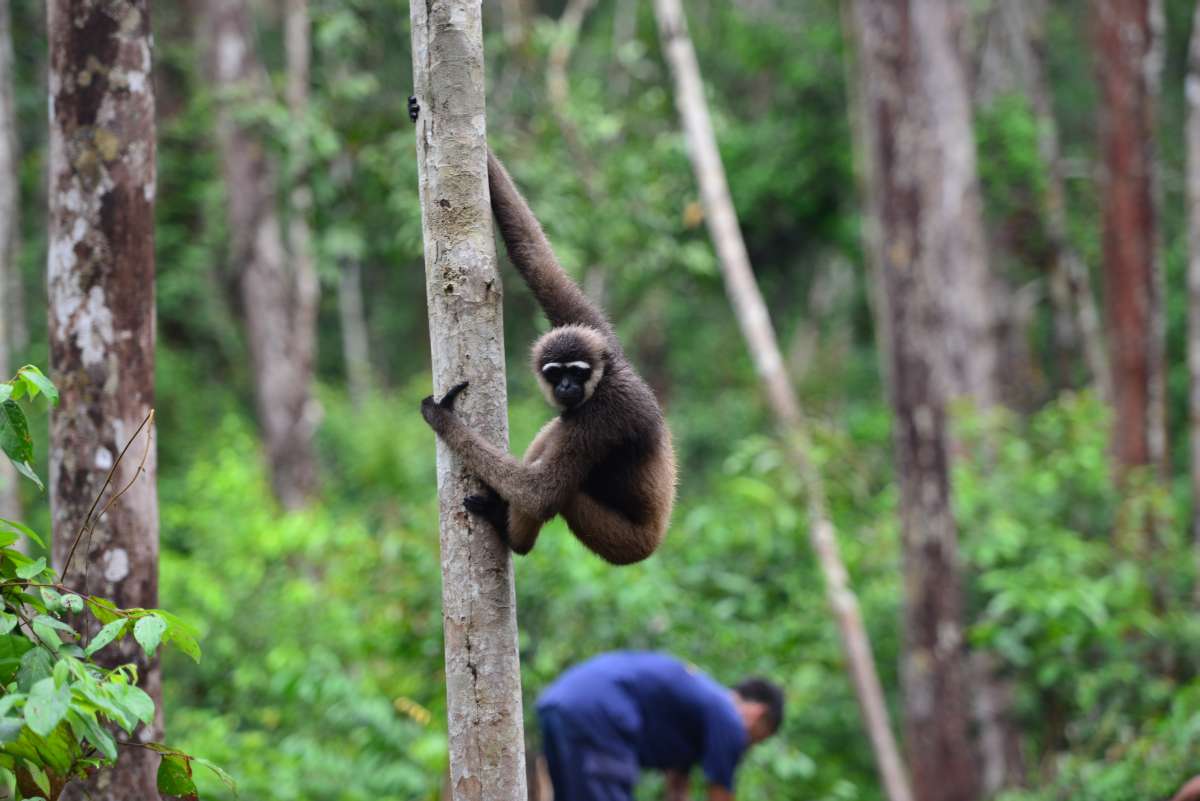 borneo_kumai_urang_utan_0091