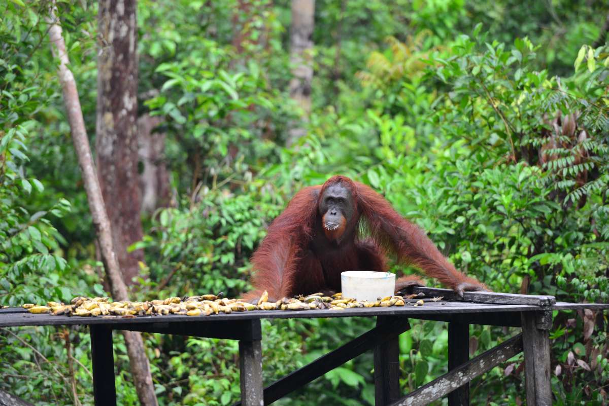 borneo_kumai_urang_utan_0101