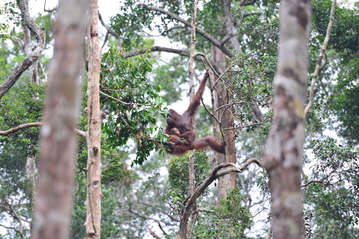 borneo_kumai_urang_utan_0106