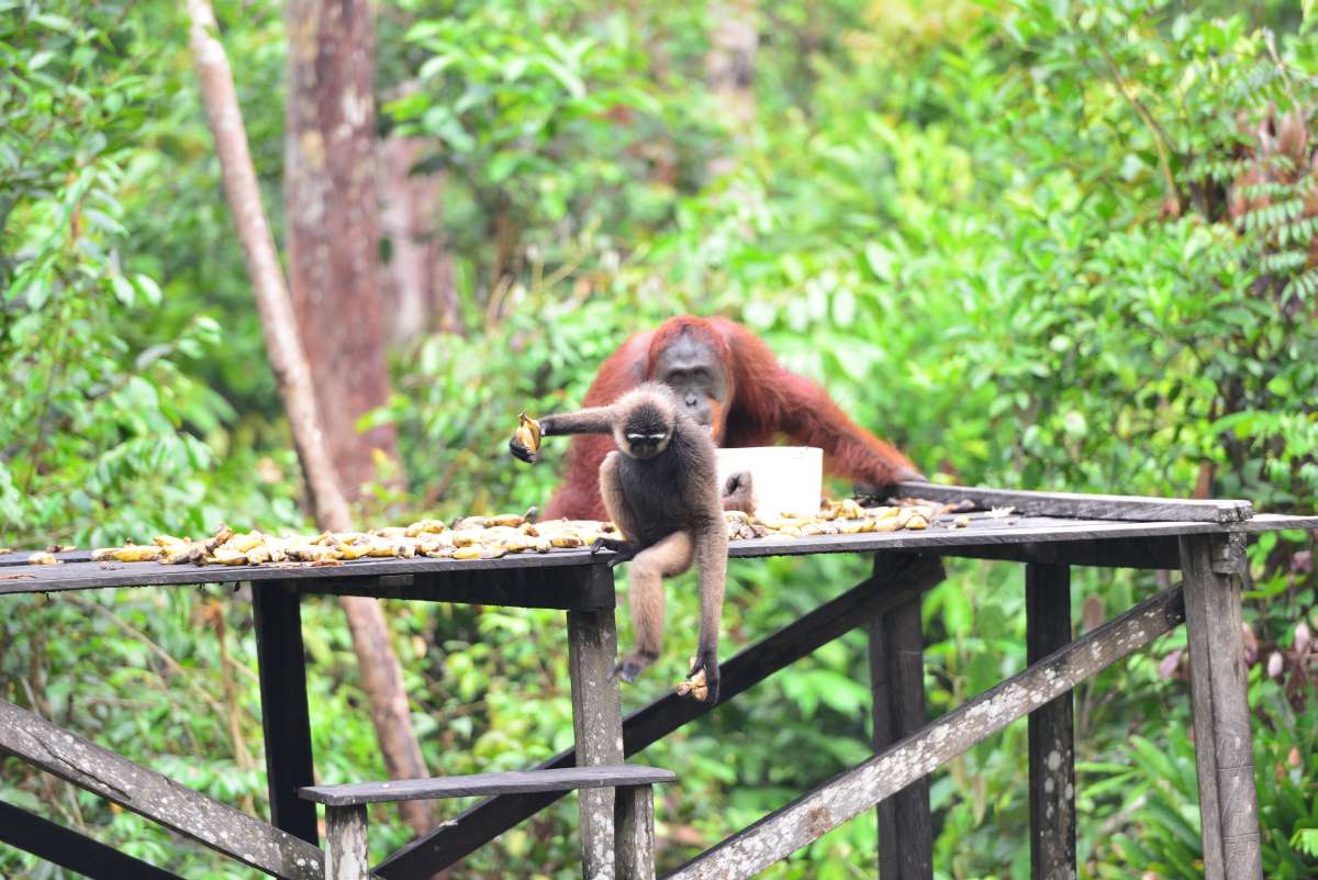 borneo_kumai_urang_utan_0111
