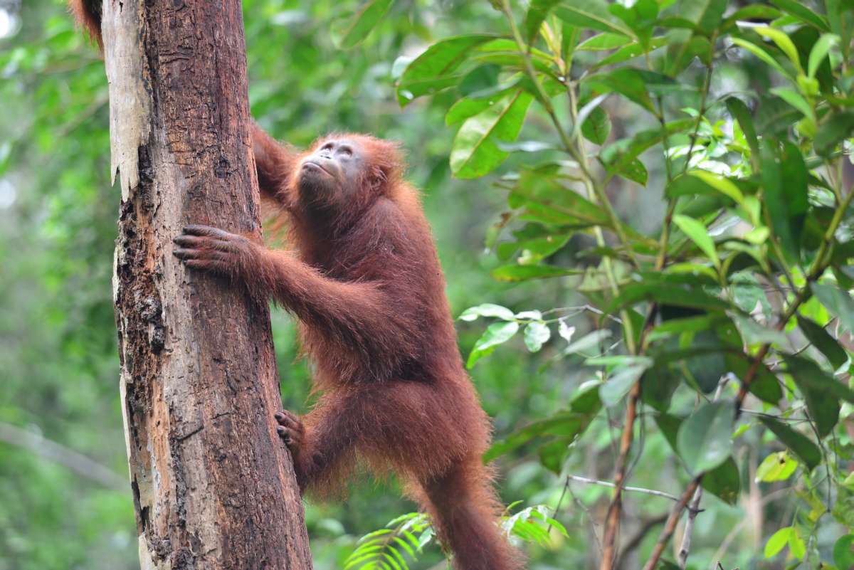 borneo_kumai_urang_utan_0116