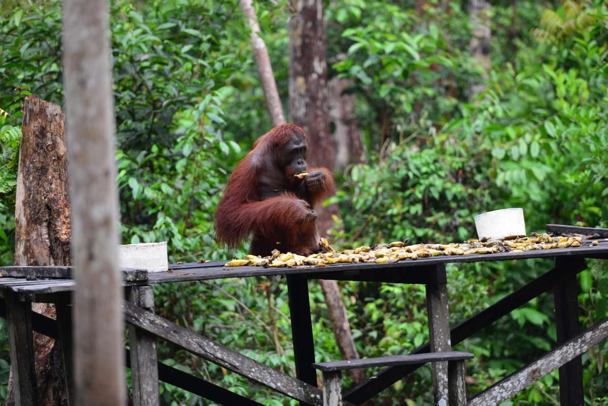 borneo_kumai_urang_utan_0121