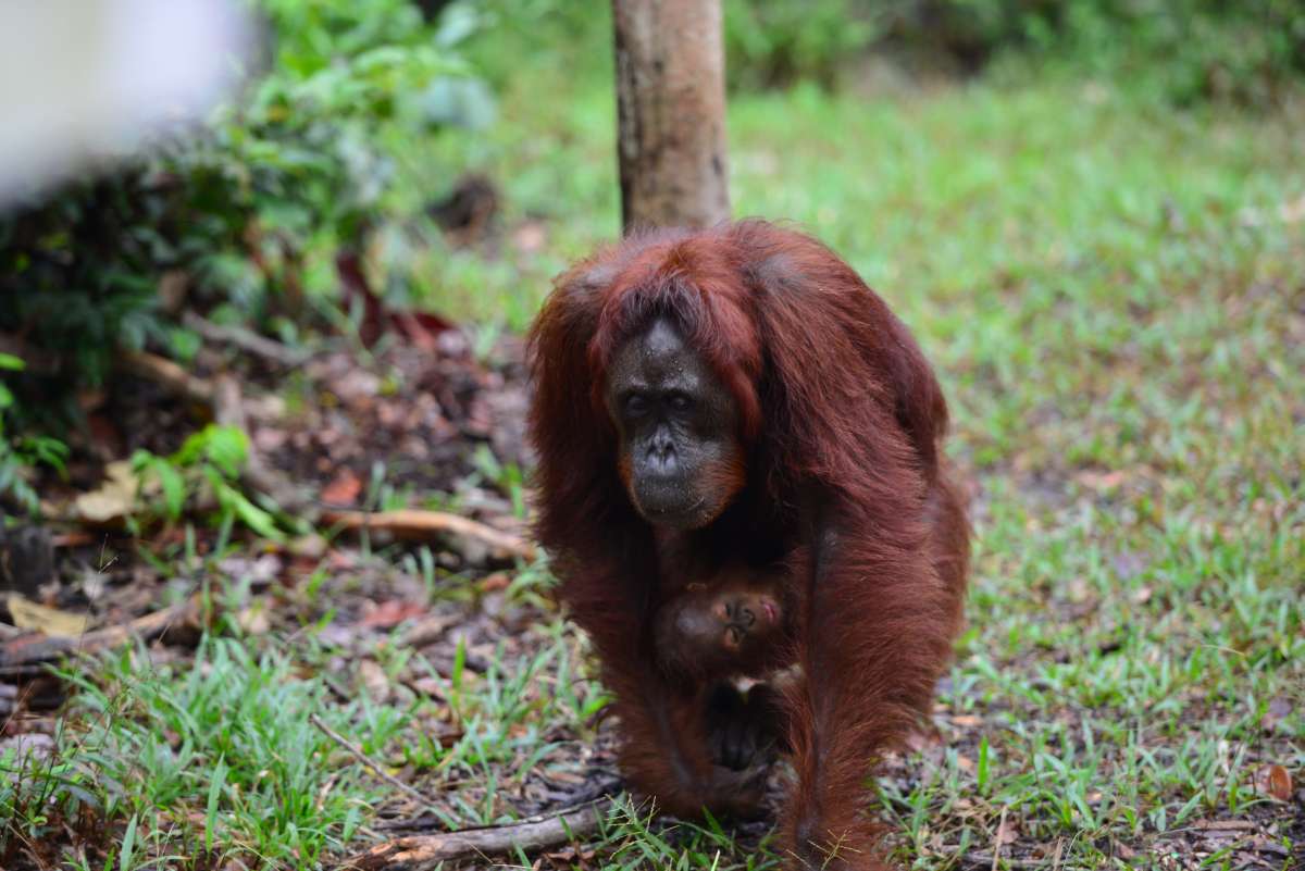 borneo_kumai_urang_utan_0126