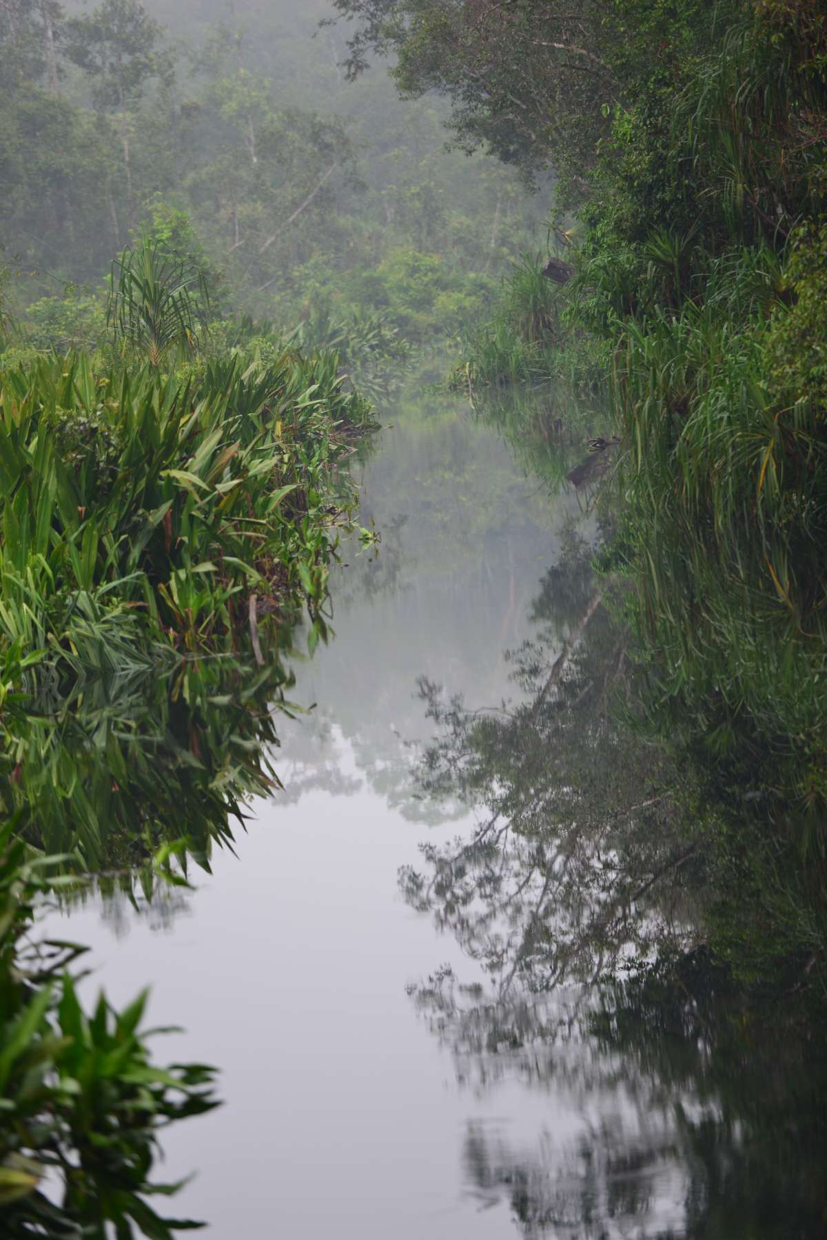 borneo_kumai_urang_utan_0151