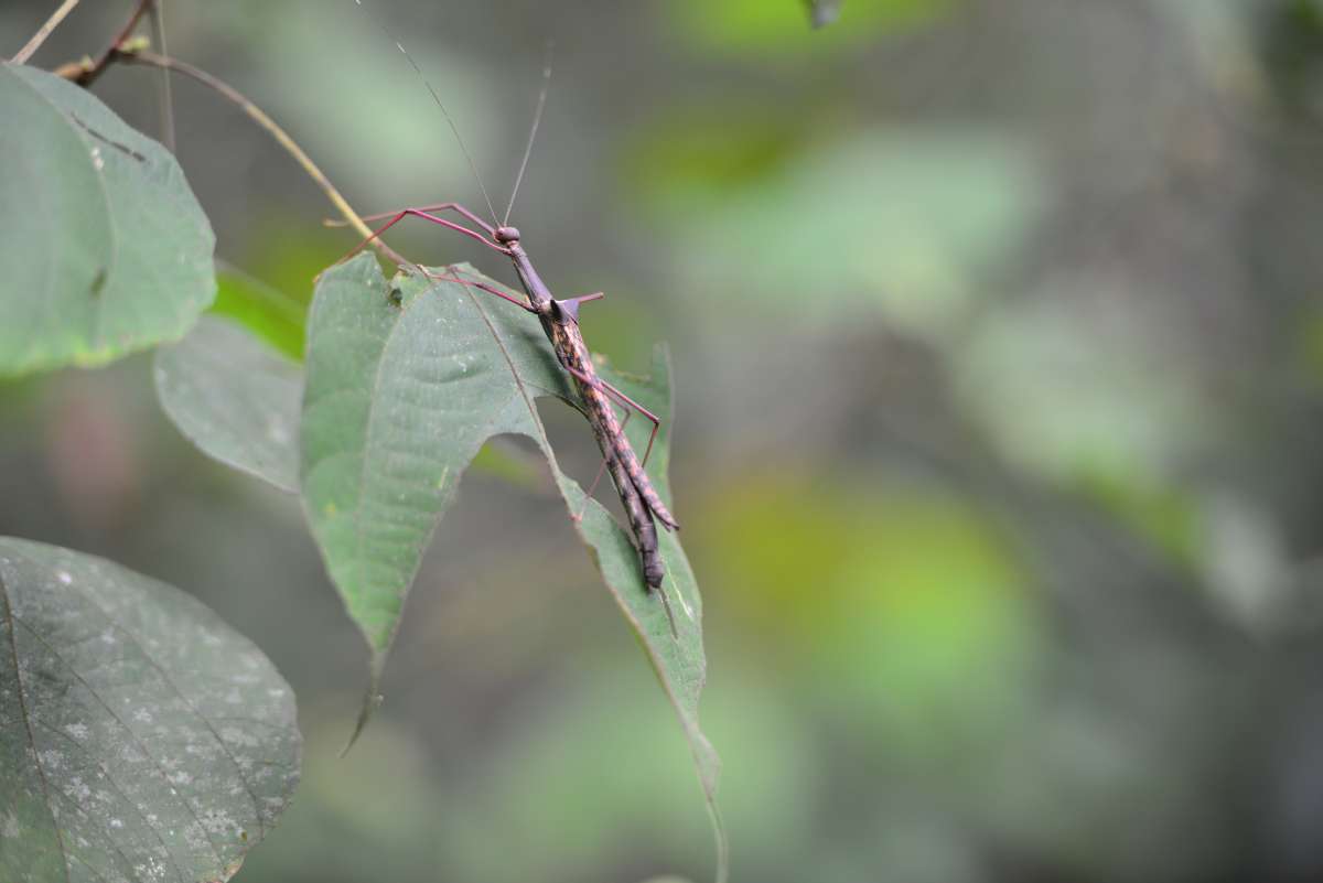 borneo_kumai_urang_utan_0166