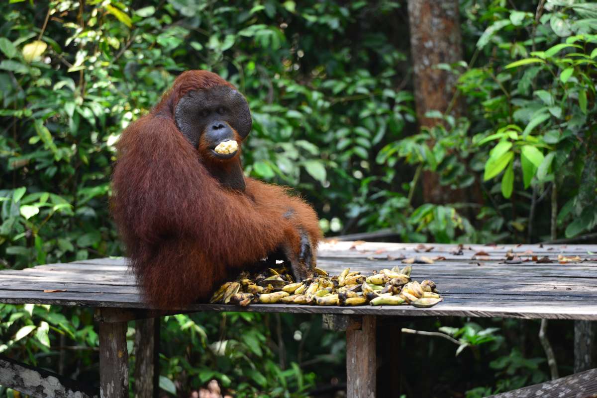 borneo_kumai_urang_utan_0181