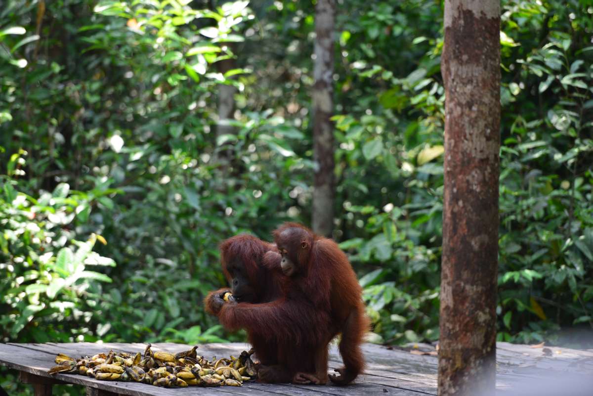 borneo_kumai_urang_utan_0186
