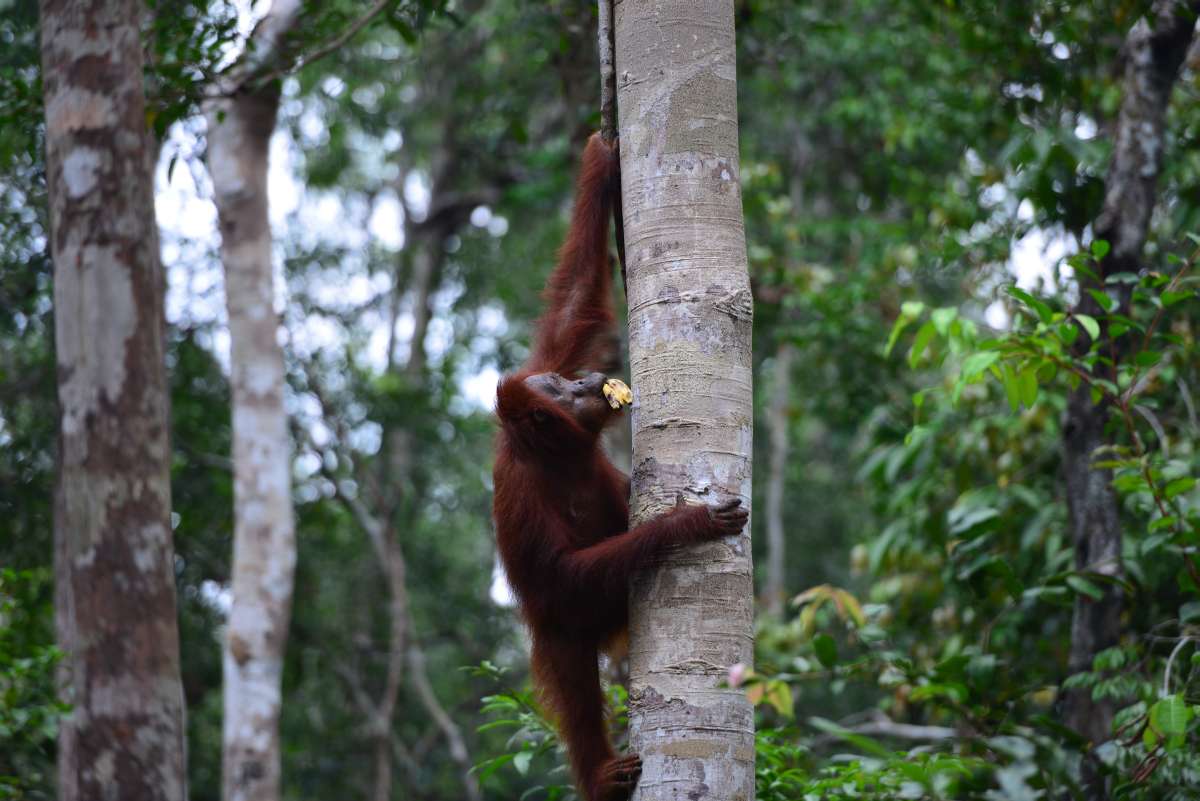 borneo_kumai_urang_utan_0191