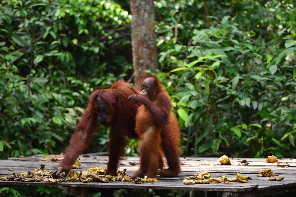 borneo_kumai_urang_utan_0196