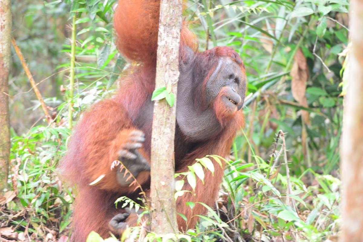 borneo_kumai_urang_utan_0211
