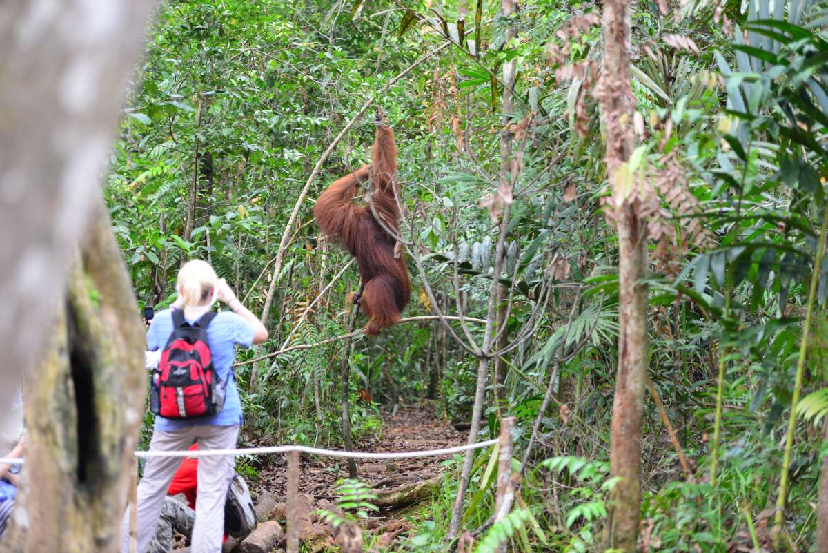 borneo_kumai_urang_utan_0221