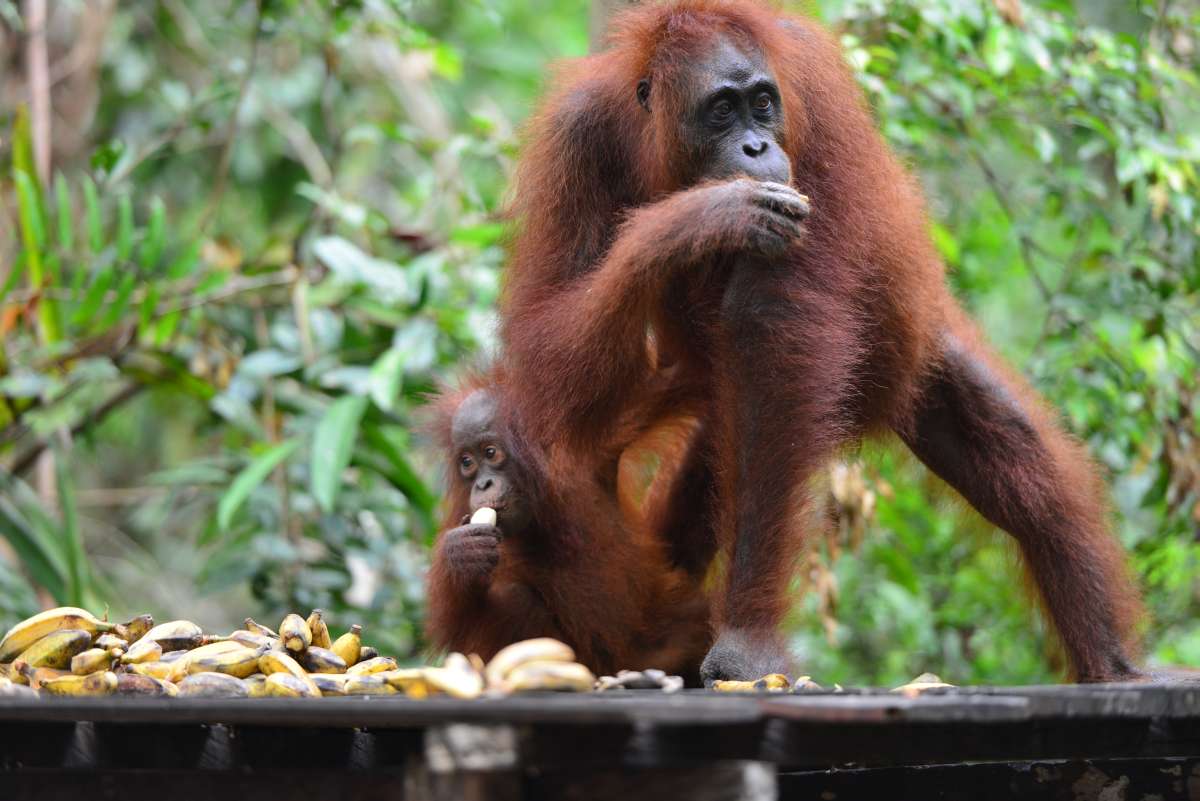 borneo_kumai_urang_utan_0226