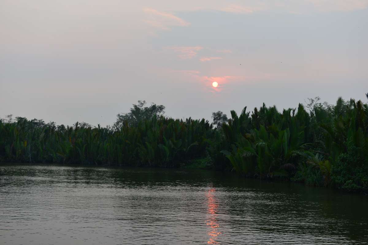 borneo_kumai_urang_utan_0236