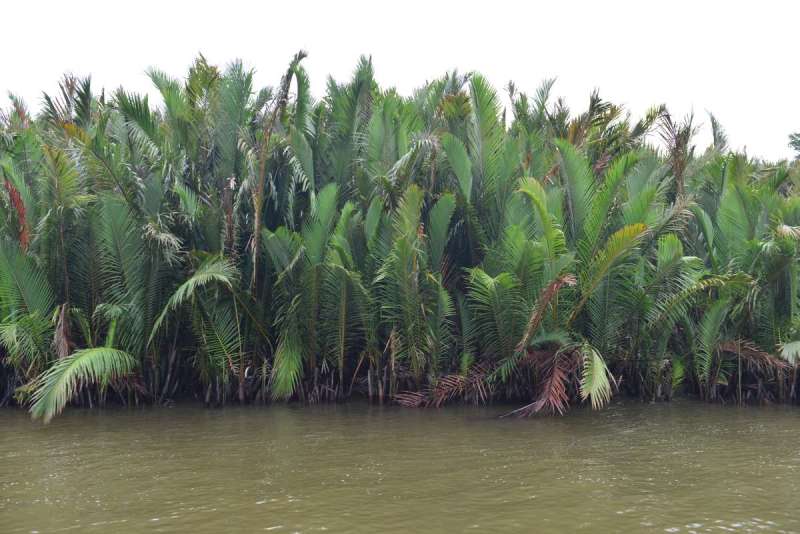 borneo_kumai_urang_utan_0006