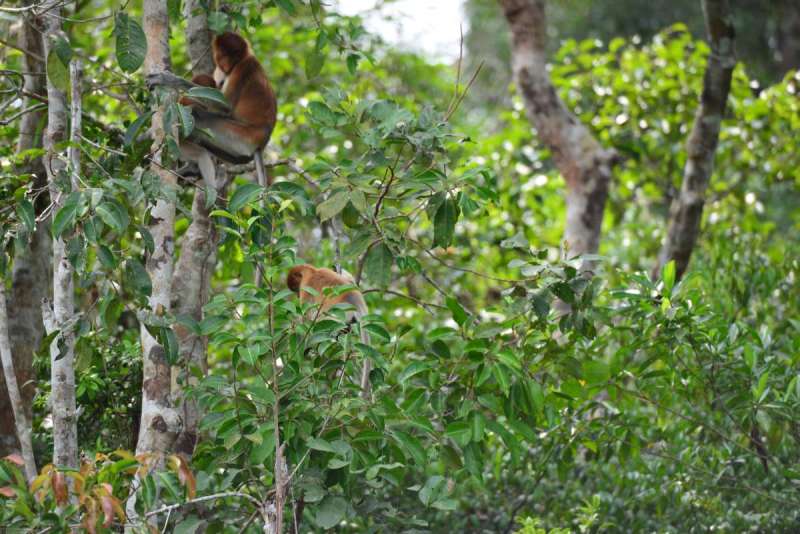 borneo_kumai_urang_utan_0046