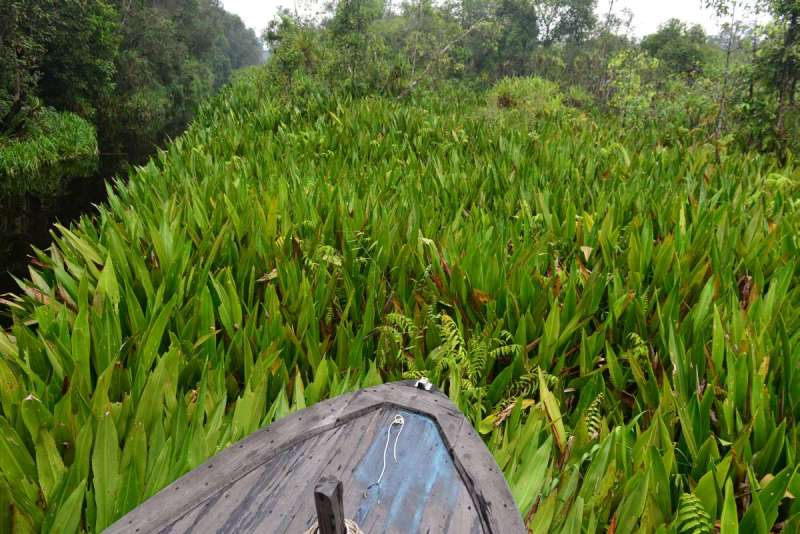 borneo_kumai_urang_utan_0071