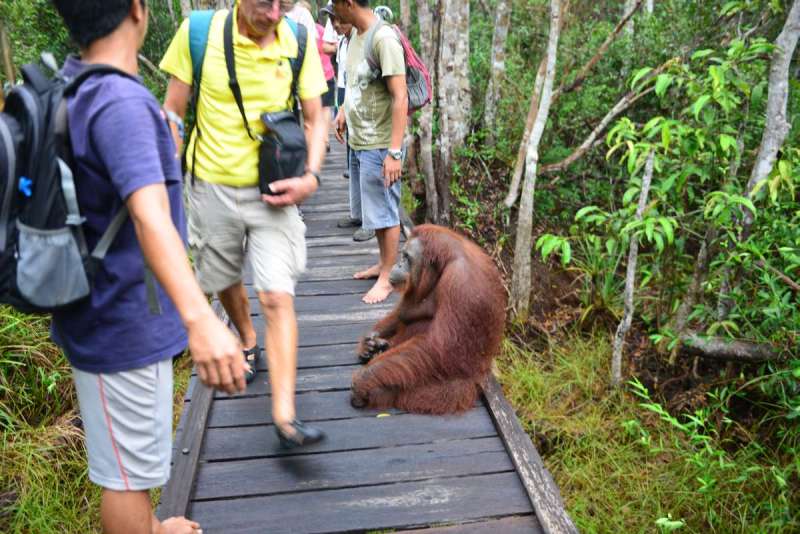 borneo_kumai_urang_utan_0081