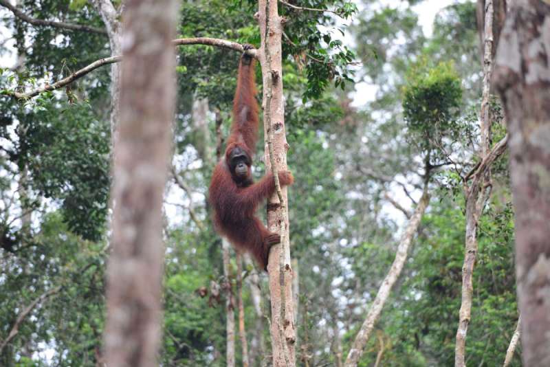borneo_kumai_urang_utan_0096