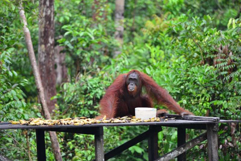 borneo_kumai_urang_utan_0101