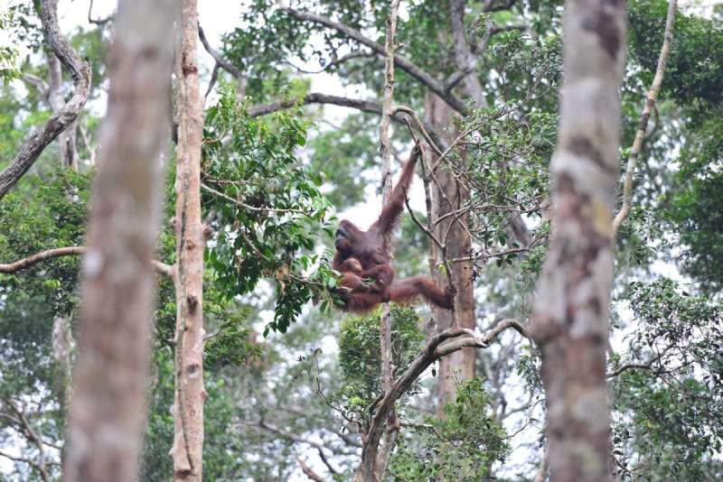 borneo_kumai_urang_utan_0106