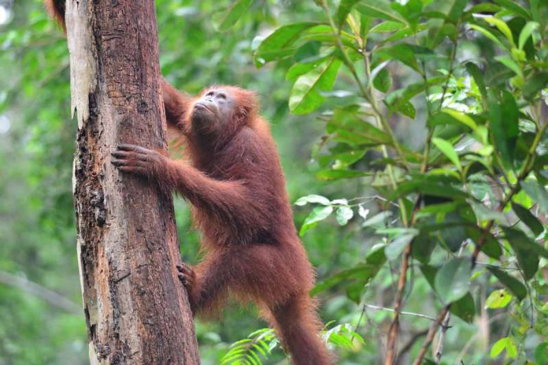 borneo_kumai_urang_utan_0116
