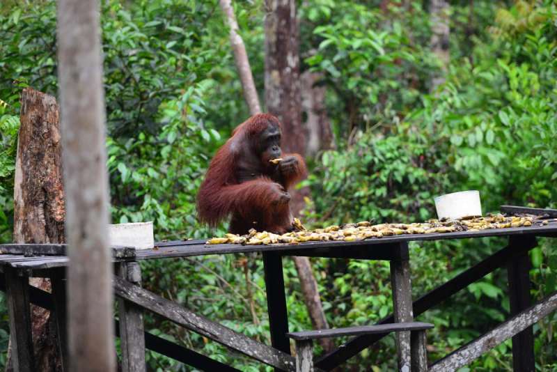 borneo_kumai_urang_utan_0121