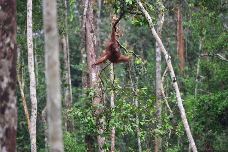 borneo_kumai_urang_utan_0131