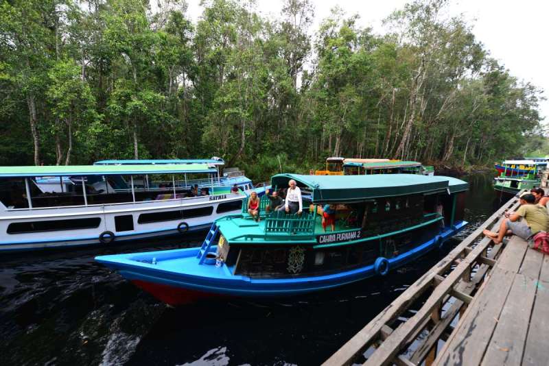 borneo_kumai_urang_utan_0136