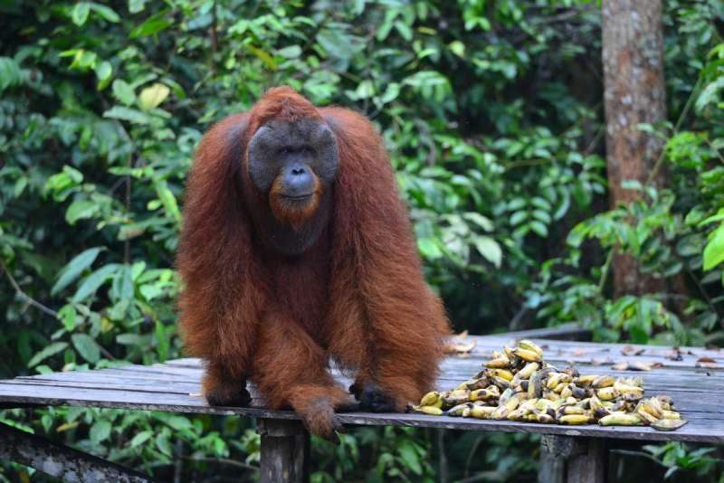 borneo_kumai_urang_utan_0176