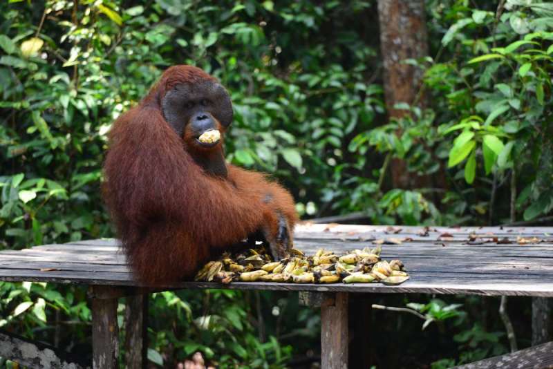 borneo_kumai_urang_utan_0181