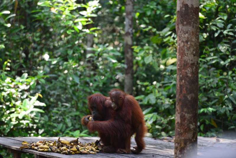 borneo_kumai_urang_utan_0186