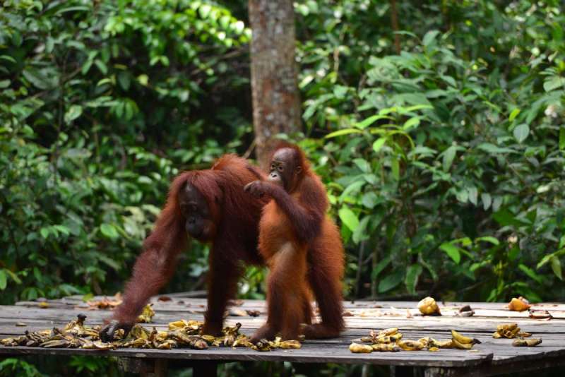 borneo_kumai_urang_utan_0196