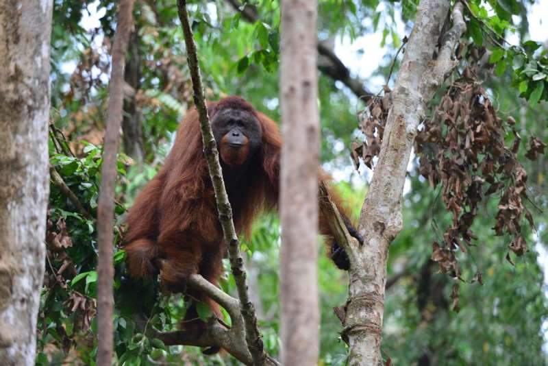 borneo_kumai_urang_utan_0216