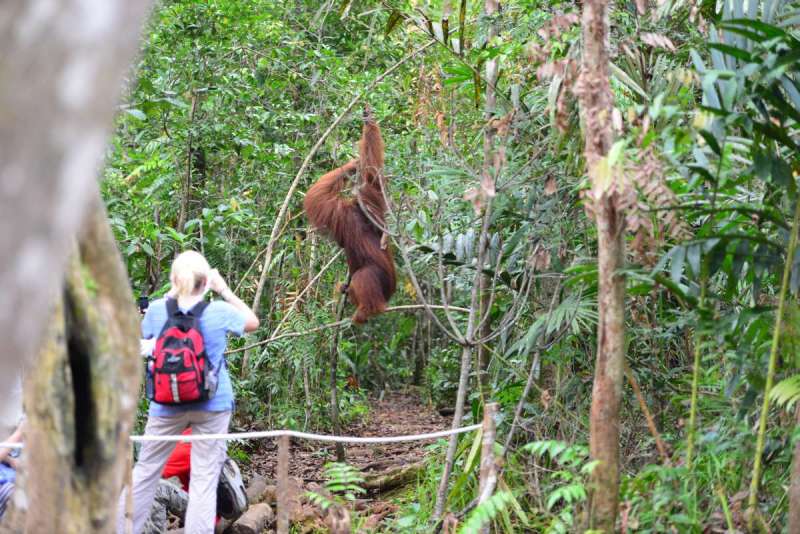 borneo_kumai_urang_utan_0221
