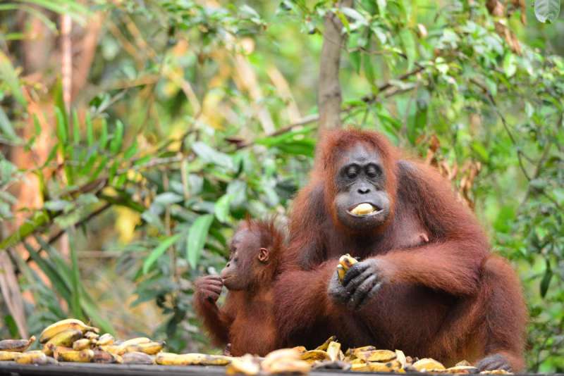 borneo_kumai_urang_utan_0231