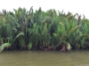 borneo_kumai_urang_utan_0006