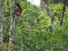 borneo_kumai_urang_utan_0046