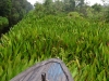 borneo_kumai_urang_utan_0071