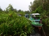 borneo_kumai_urang_utan_0076