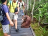 borneo_kumai_urang_utan_0081