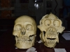 borneo_kumai_urang_utan_0086