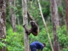 borneo_kumai_urang_utan_0091
