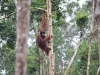 borneo_kumai_urang_utan_0096