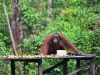 borneo_kumai_urang_utan_0101