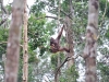 borneo_kumai_urang_utan_0106