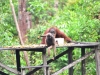 borneo_kumai_urang_utan_0111