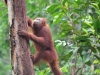 borneo_kumai_urang_utan_0116