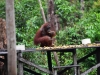 borneo_kumai_urang_utan_0121