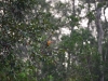 borneo_kumai_urang_utan_0156